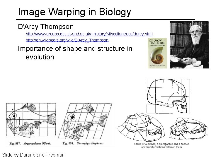 Image Warping in Biology D'Arcy Thompson http: //www-groups. dcs. st-and. ac. uk/~history/Miscellaneous/darcy. html http: