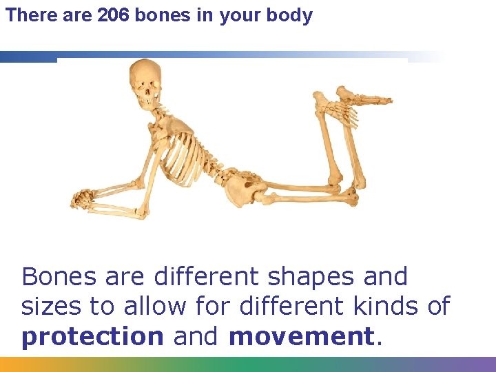 There are 206 bones in your body Bones are different shapes and sizes to