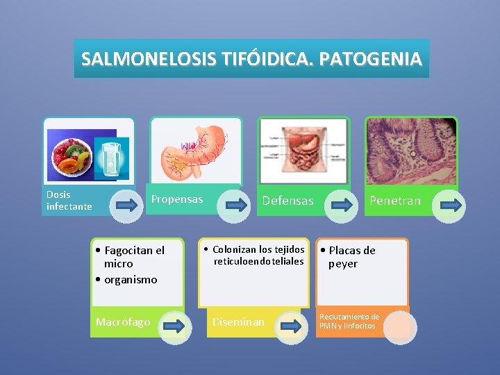 SALMONELOSIS TIFÓIDICA. PATOGENIA Dosis infectante Propensas • Fagocitan el micro • organismo Macrófago Defensas