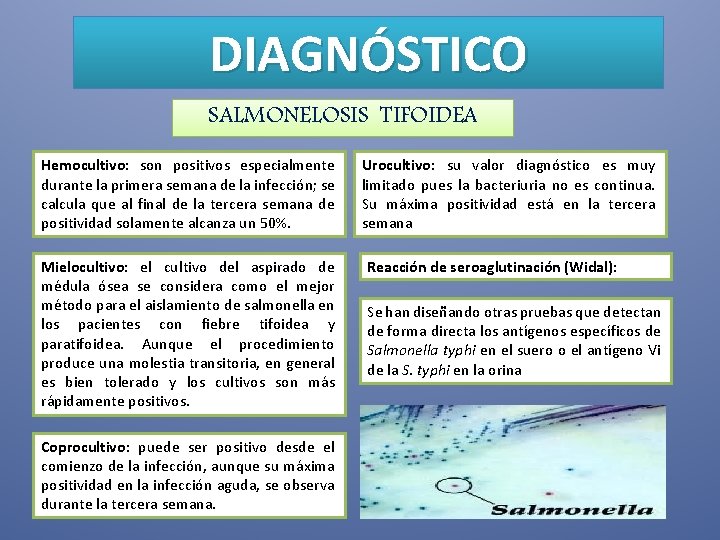 DIAGNÓSTICO SALMONELOSIS TIFOIDEA Hemocultivo: son positivos especialmente durante la primera semana de la infección;