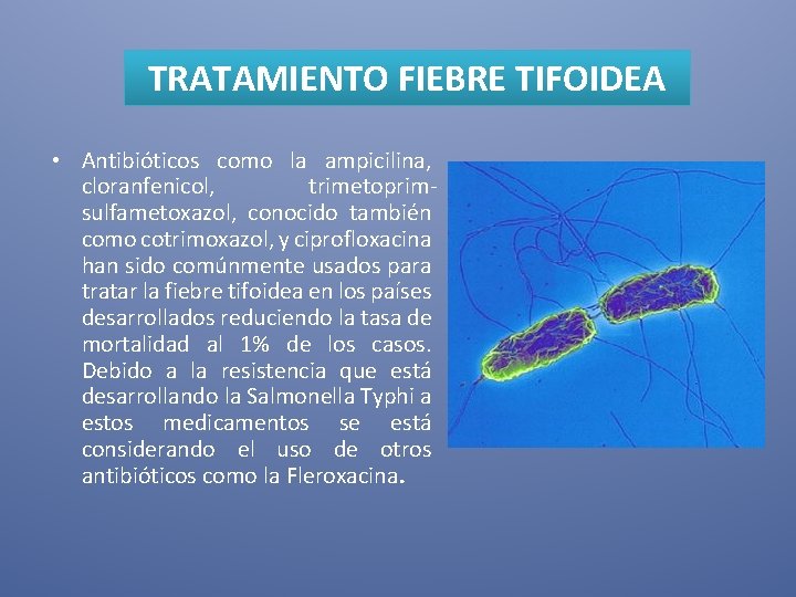 TRATAMIENTO FIEBRE TIFOIDEA • Antibióticos como la ampicilina, cloranfenicol, trimetoprimsulfametoxazol, conocido también como cotrimoxazol,