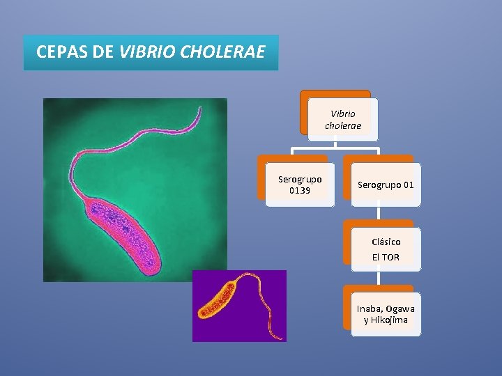 CEPAS DE VIBRIO CHOLERAE Vibrio cholerae Serogrupo 0139 Serogrupo 01 Clásico El TOR Inaba,