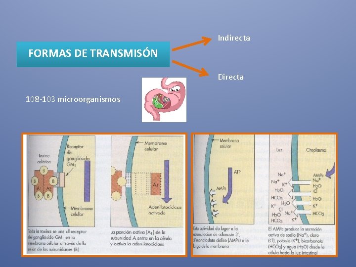 Indirecta FORMAS DE TRANSMISÓN Directa 108 -103 microorganismos 