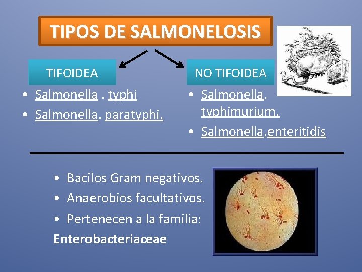 TIPOS DE SALMONELOSIS TIFOIDEA • Salmonella. typhi • Salmonella. paratyphi. NO TIFOIDEA • Salmonella.