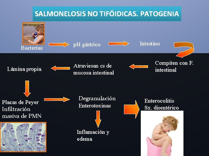 SALMONELOSIS NO TIFÓIDICAS. PATOGENIA Bacterias Lámina propia Placas de Peyer Infiltración masiva de PMN