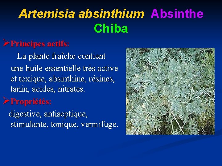 Artemisia absinthium Absinthe Chiba ØPrincipes actifs: La plante fraîche contient une huile essentielle très