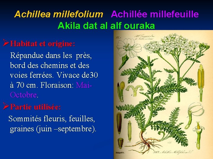 Achillea millefolium Achillée millefeuille Akila dat al alf ouraka ØHabitat et origine: Répandue dans