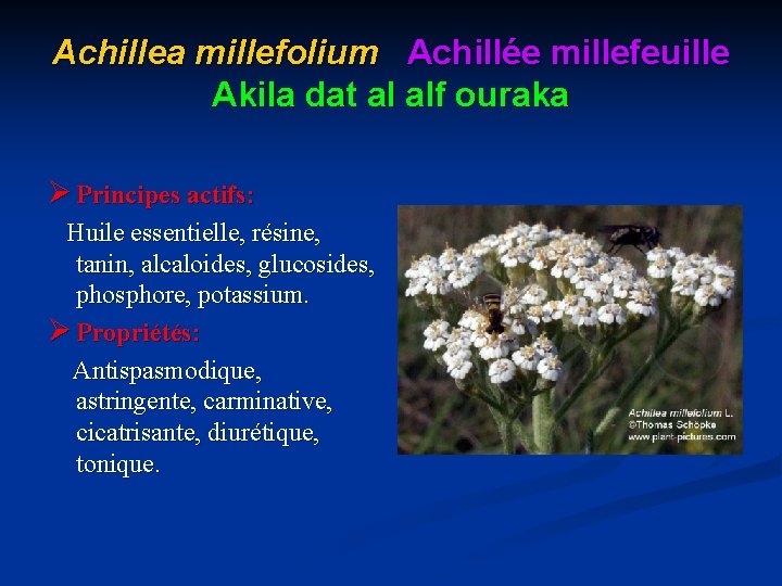 Achillea millefolium Achillée millefeuille Akila dat al alf ouraka Ø Principes actifs: Huile essentielle,