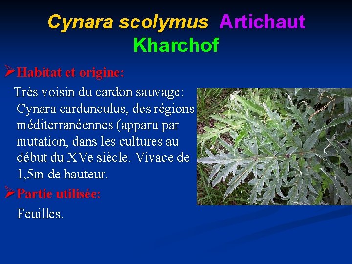 Cynara scolymus Artichaut Kharchof ØHabitat et origine: Très voisin du cardon sauvage: Cynara cardunculus,