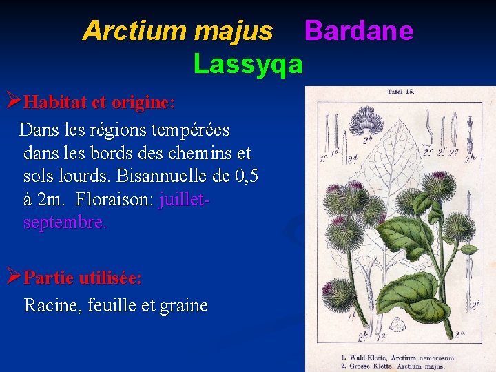 Arctium majus Bardane Lassyqa ØHabitat et origine: Dans les régions tempérées dans les bords