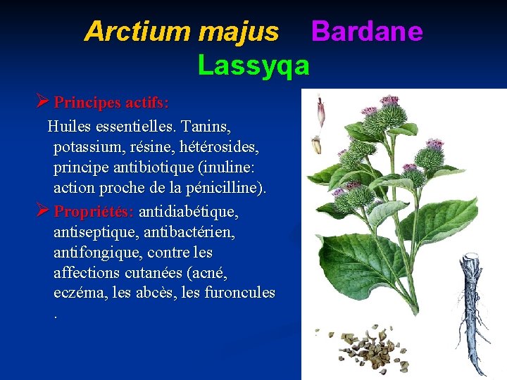 Arctium majus Bardane Lassyqa Ø Principes actifs: Huiles essentielles. Tanins, potassium, résine, hétérosides, principe