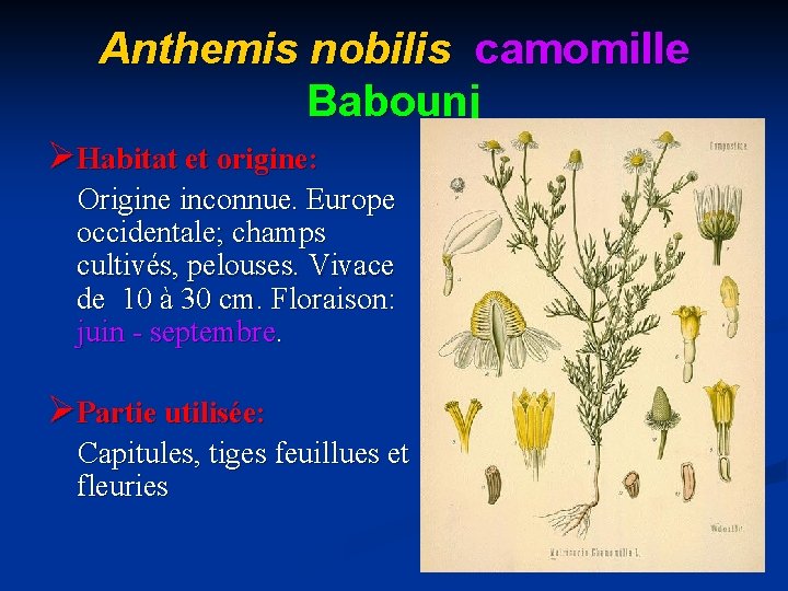Anthemis nobilis camomille Babounj ØHabitat et origine: Origine inconnue. Europe occidentale; champs cultivés, pelouses.