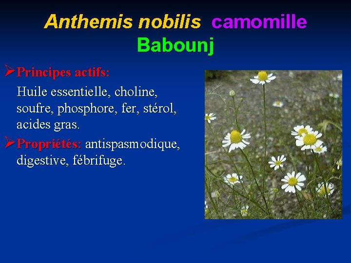 Anthemis nobilis camomille Babounj ØPrincipes actifs: Huile essentielle, choline, soufre, phosphore, fer, stérol, acides