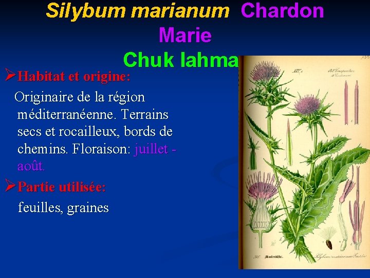 Silybum marianum Chardon Marie Chuk lahmar ØHabitat et origine: Originaire de la région méditerranéenne.