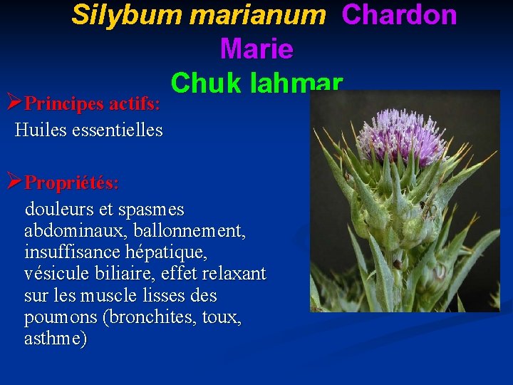 Silybum marianum Chardon Marie Chuk lahmar ØPrincipes actifs: Huiles essentielles ØPropriétés: douleurs et spasmes