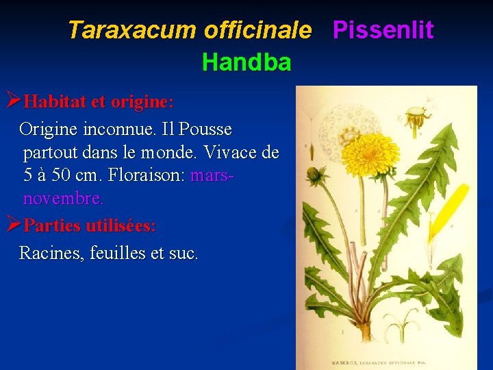 Taraxacum officinale Pissenlit Handba ØHabitat et origine: Origine inconnue. Il Pousse partout dans le