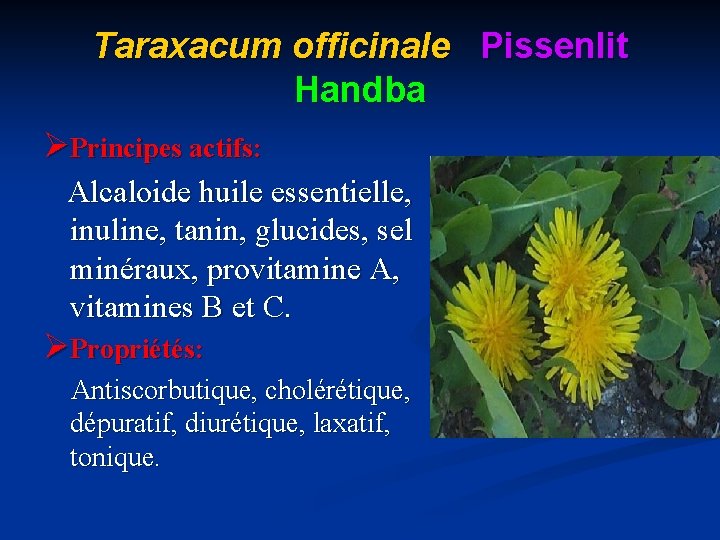 Taraxacum officinale Pissenlit Handba ØPrincipes actifs: Alcaloide huile essentielle, inuline, tanin, glucides, sel minéraux,