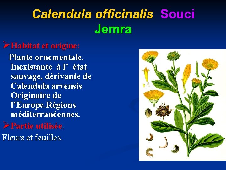 Calendula officinalis Souci Jemra ØHabitat et origine: Plante ornementale. Inexistante à l’ état sauvage,