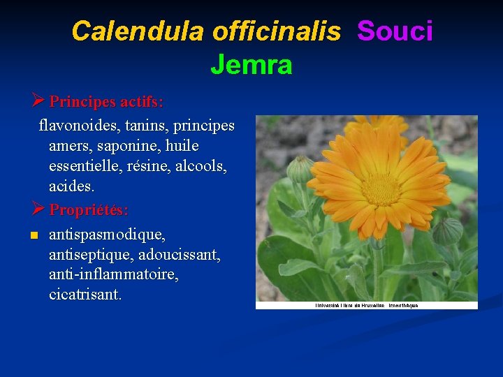 Calendula officinalis Souci Jemra Ø Principes actifs: flavonoides, tanins, principes amers, saponine, huile essentielle,