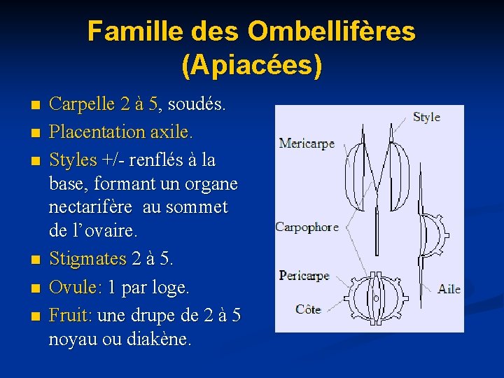Famille des Ombellifères (Apiacées) n n n Carpelle 2 à 5, soudés. Placentation axile.