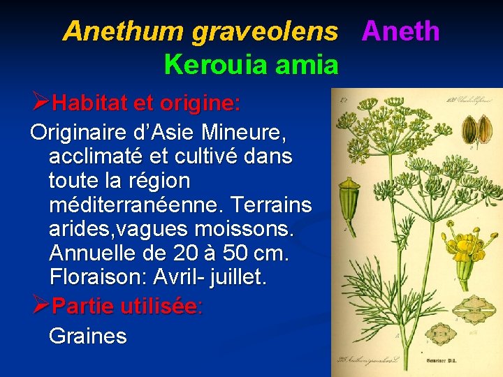 Anethum graveolens Aneth Kerouia amia ØHabitat et origine: Originaire d’Asie Mineure, acclimaté et cultivé