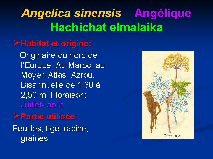 Angelica sinensis Angélique Hachichat elmalaika ØHabitat et origine: Originaire du nord de l’Europe. Au