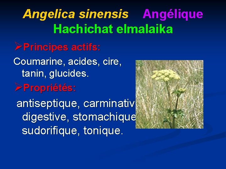 Angelica sinensis Angélique Hachichat elmalaika ØPrincipes actifs: Coumarine, acides, cire, tanin, glucides. ØPropriétés: antiseptique,