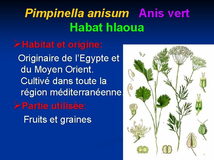 Pimpinella anisum Anis vert Habat hlaoua ØHabitat et origine: Originaire de l’Egypte et du