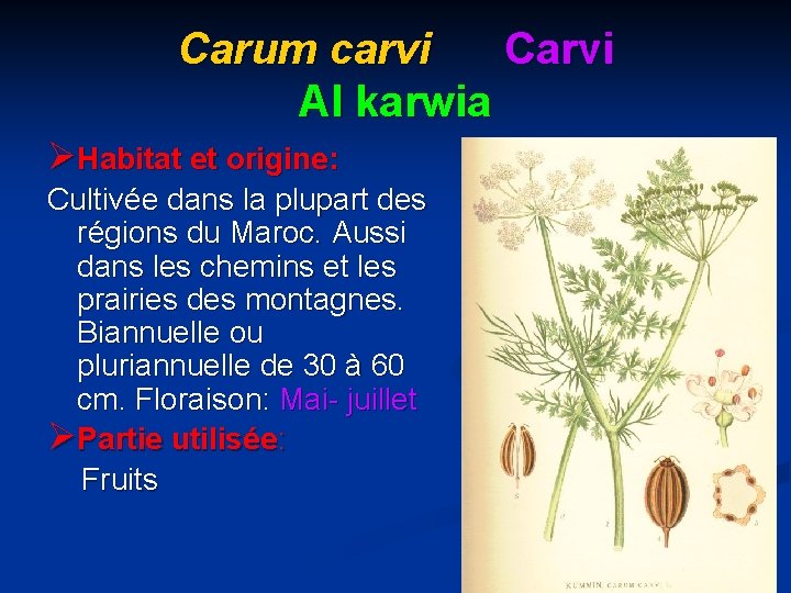 Carum carvi Carvi Al karwia ØHabitat et origine: Cultivée dans la plupart des régions