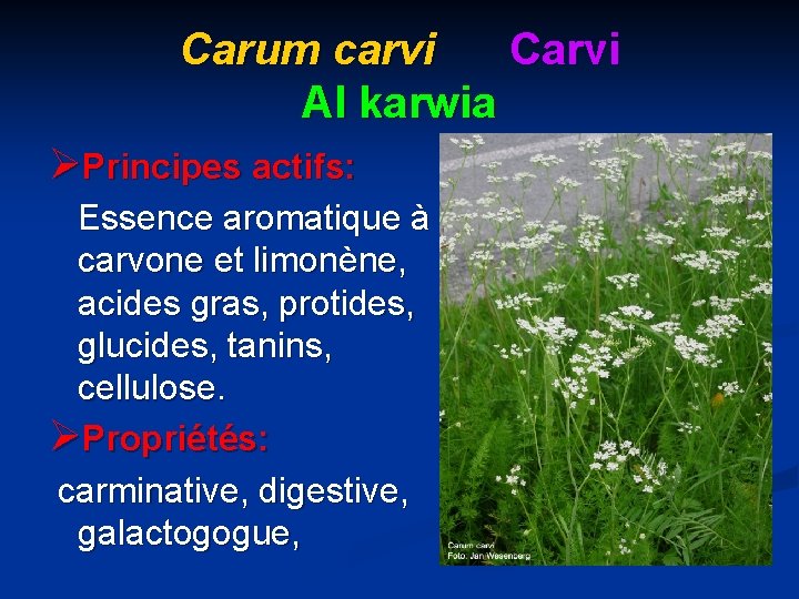 Carum carvi Carvi Al karwia ØPrincipes actifs: Essence aromatique à carvone et limonène, acides