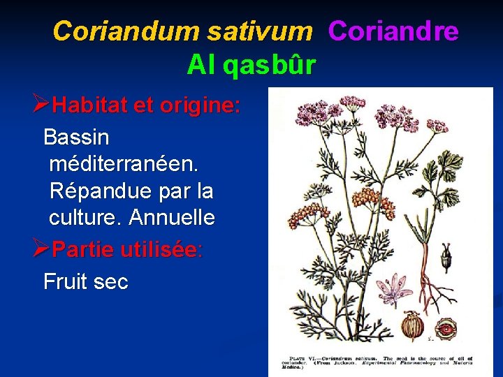 Coriandum sativum Coriandre Al qasbûr ØHabitat et origine: Bassin méditerranéen. Répandue par la culture.