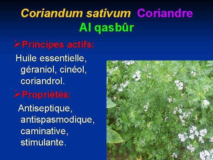 Coriandum sativum Coriandre Al qasbûr ØPrincipes actifs: Huile essentielle, géraniol, cinéol, coriandrol. ØPropriétés: Antiseptique,