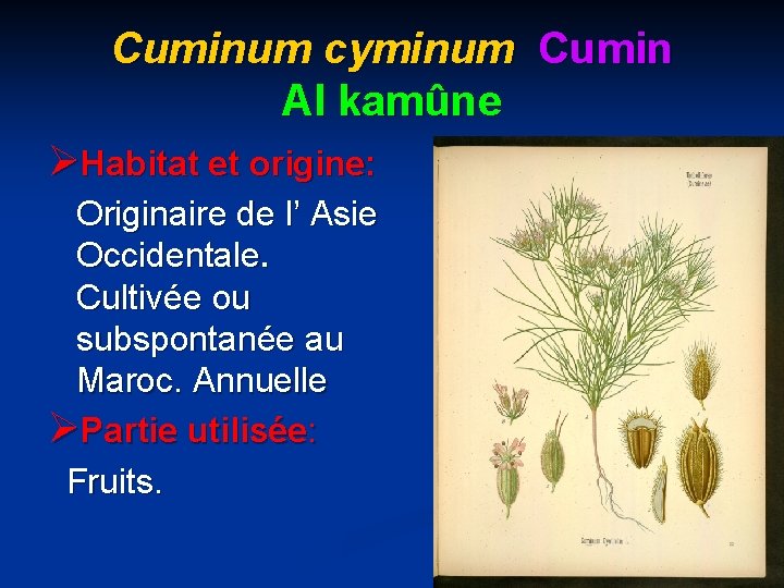 Cuminum cyminum Cumin Al kamûne ØHabitat et origine: Originaire de l’ Asie Occidentale. Cultivée