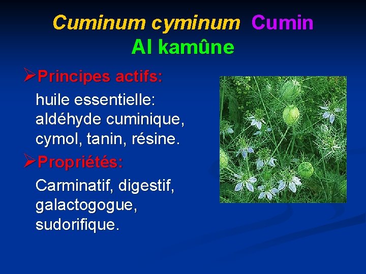 Cuminum cyminum Cumin Al kamûne ØPrincipes actifs: huile essentielle: aldéhyde cuminique, cymol, tanin, résine.