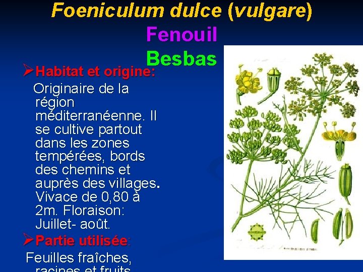 Foeniculum dulce (vulgare) Fenouil Besbas ØHabitat et origine: Originaire de la région méditerranéenne. Il