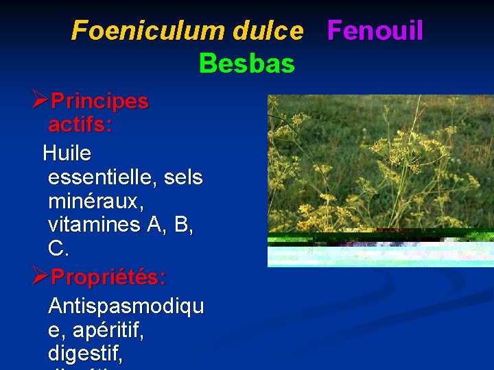 Foeniculum dulce Fenouil Besbas ØPrincipes actifs: Huile essentielle, sels minéraux, vitamines A, B, C.