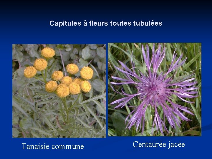 Capitules à fleurs toutes tubulées Tanaisie commune Centaurée jacée 