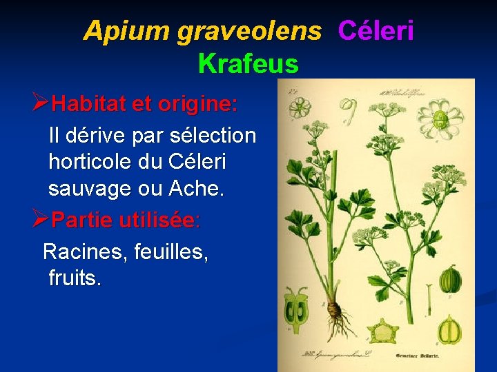 Apium graveolens Céleri Krafeus ØHabitat et origine: Il dérive par sélection horticole du Céleri