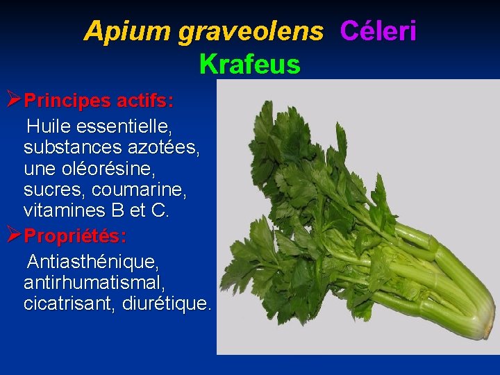 Apium graveolens Céleri Krafeus ØPrincipes actifs: Huile essentielle, substances azotées, une oléorésine, sucres, coumarine,