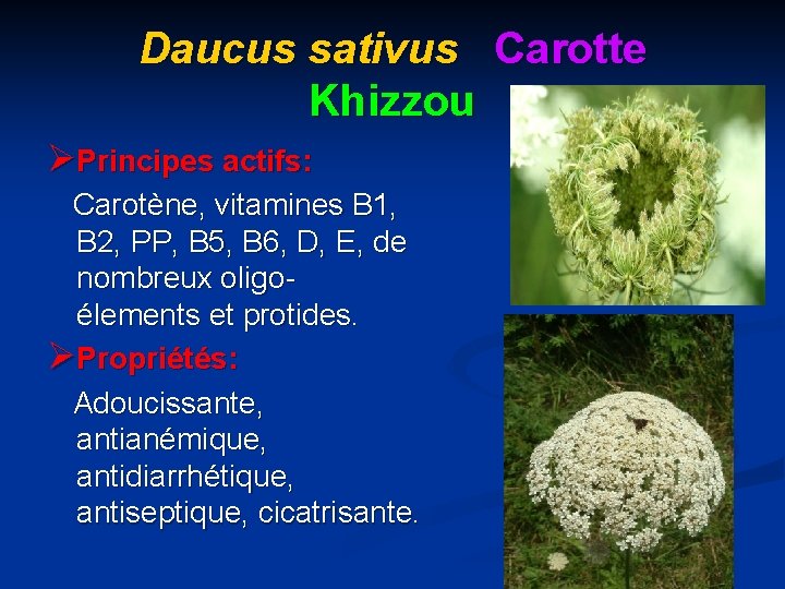 Daucus sativus Carotte Khizzou ØPrincipes actifs: Carotène, vitamines B 1, B 2, PP, B