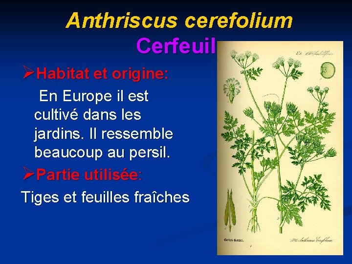 Anthriscus cerefolium Cerfeuil ØHabitat et origine: En Europe il est cultivé dans les jardins.