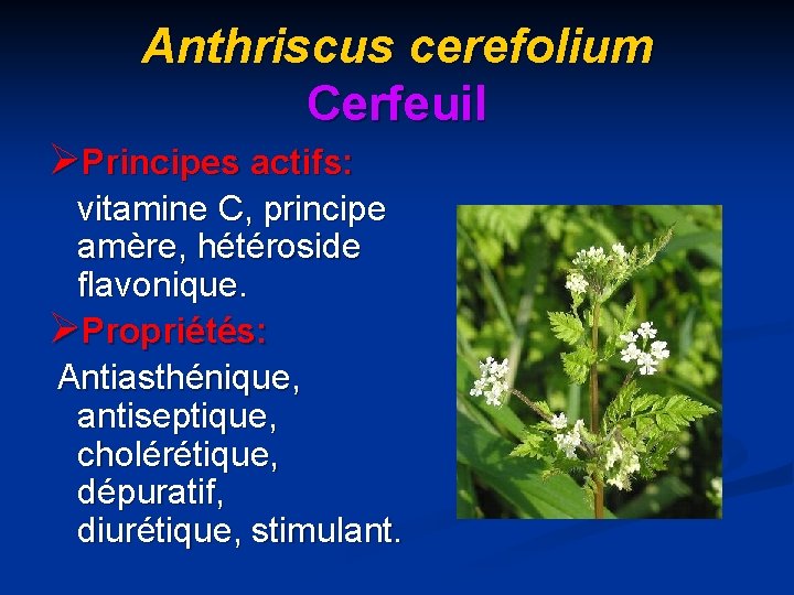 Anthriscus cerefolium Cerfeuil ØPrincipes actifs: vitamine C, principe amère, hétéroside flavonique. ØPropriétés: Antiasthénique, antiseptique,