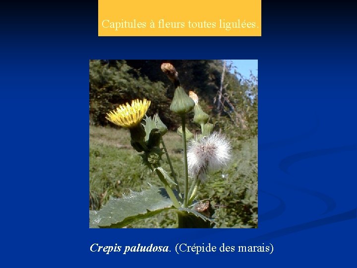 Capitules à fleurs toutes ligulées. Crepis paludosa. (Crépide des marais) 