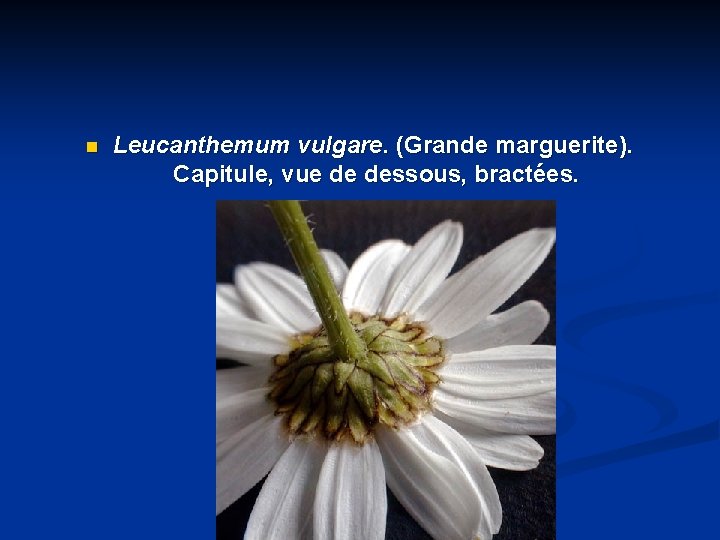 n Leucanthemum vulgare. (Grande marguerite). Capitule, vue de dessous, bractées. 