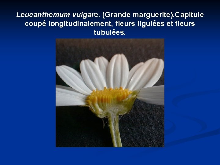 Leucanthemum vulgare. (Grande marguerite). Capitule coupé longitudinalement, fleurs ligulées et fleurs tubulées. 