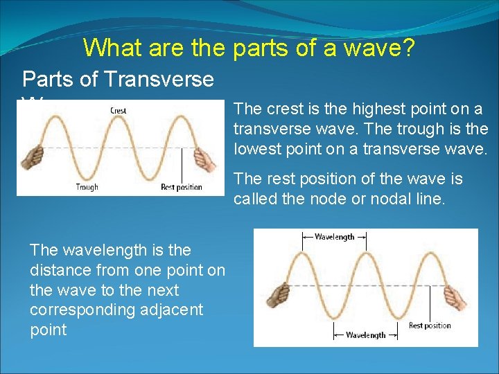 What are the parts of a wave? Parts of Transverse Waves The crest is