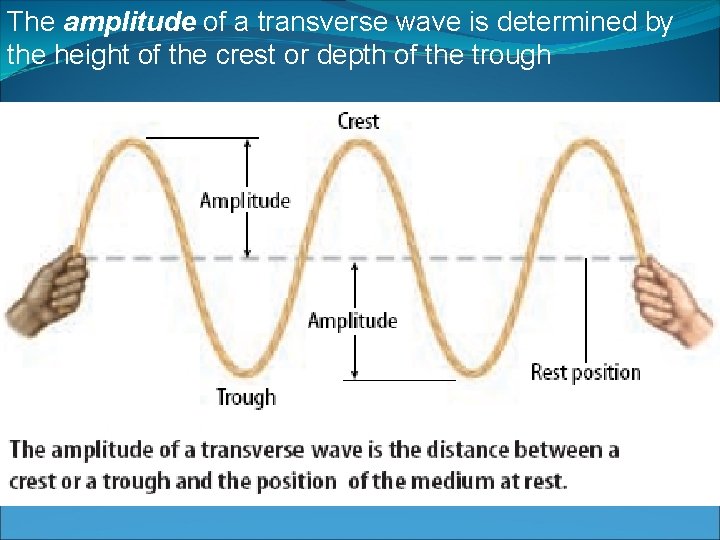 The amplitude of a transverse wave is determined by the height of the crest