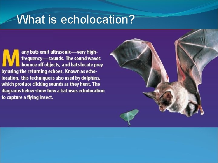 What is echolocation? 