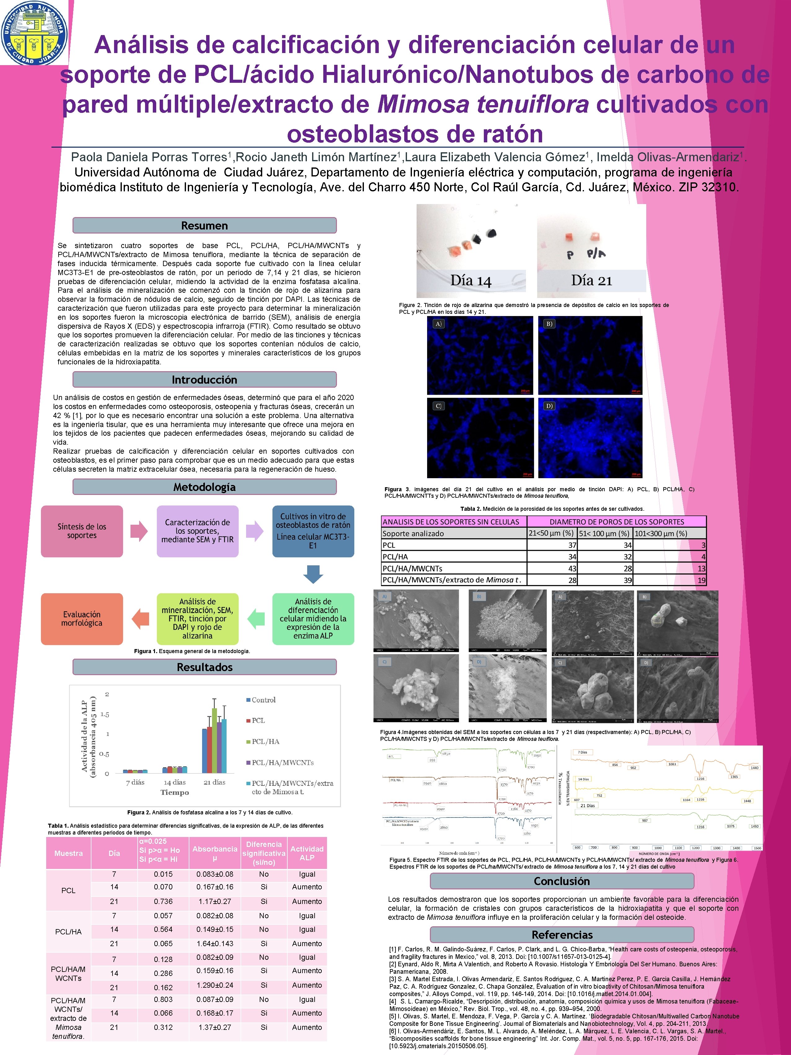 Análisis de calcificación y diferenciación celular de un soporte de PCL/ácido Hialurónico/Nanotubos de carbono Análisis de calcificación y diferenciación celular de un soporte de PCL/ácido Hialurónico/Nanotubos de carbono