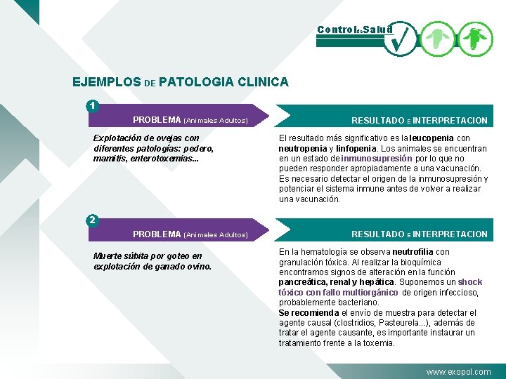 Controlde. Salud EJEMPLOS DE PATOLOGIA CLINICA 1 PROBLEMA (Animales Adultos) Explotación de ovejas con